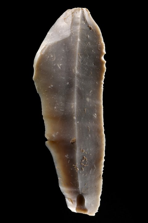 This flint blade, measuring 8.4 cm in length, was buried some 4800 years ago alongside the man from Großstorkwitz whose DNA analysis revealed the presence of the plague pathogen. As it was placed near the man’s feet, he does not seem to have been carrying it on his person at the time of the burial. Blades of this kind were common grave goods of the period. 