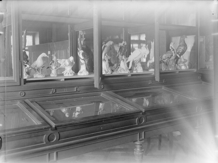 Schwarzweißfotografie. Historische Aufnahme von Porzellanvögeln in einer Holzvitrine.