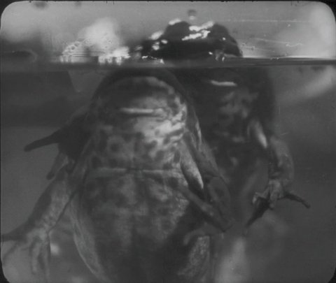 Aufnahmen aus Prometheus von zwei Fröschen. Die Aufnahme ist offenbar in einer Art Aquarium gemacht. Wir sehen die Wasserkante etwa auf 4/5 der Bildhöhe. Oberhalb sind lediglich die Maulspitzen der Frösche, deren Körper zum Großteil unter Wasser sind.