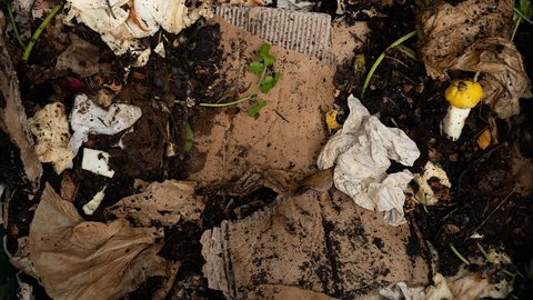 Neues Futter für die Würmer: Pappe, Papier, und Biomüll.